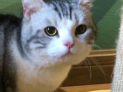 -柯斗斗主题餐厅·狗咖·围炉煮茶·茶饮(国瑞升平里店)