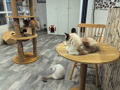 -楼上猫咖(罗湖店)