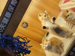 -欣宠猫屋·矮脚拿破仑·蓝金金渐层