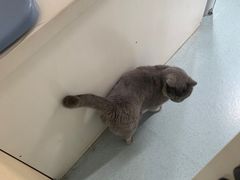 -佳怡动物医院·平价24小时·猫专科骨外科