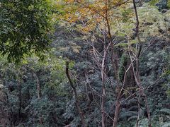 -滴水岩森林公园