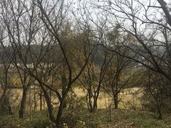 -千年银杏谷文化旅游区