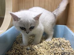 -屋虎猫馆(宝安大仟里店)