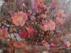-越秀西湖花市(广州城市广场花卉店)