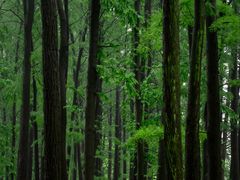 -上海共青森林公园