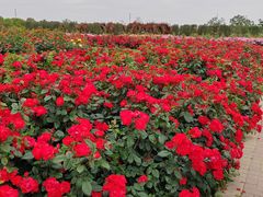 -海上花岛玫瑰园采摘