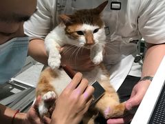 -電力宠物公司(武定路店)