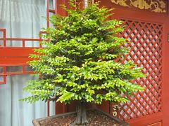 -程府宴(南长街四合院店)