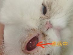 -达爱动物医院·犬猫分区·CT·复杂眼科(远洋山水分院)