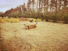 -前小桔亲子创意农场·草莓采摘·露营烧烤