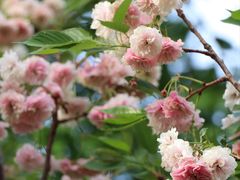 -天适樱花悠乐园