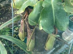 -国家植物园南园