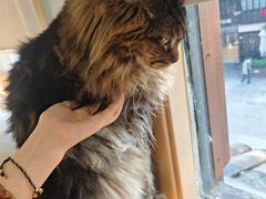 -艾贝尔宠物医院 ·内科全科(梁溪路店)