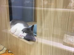 -屋虎猫馆(宝安大仟里店)