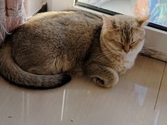 -猫大福·Fortune Cat猫舍(百子湾店)