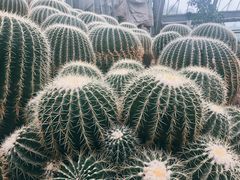 -南山植物园