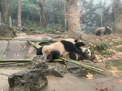 -都江堰中华大熊猫苑