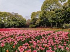 -上海鲜花港
