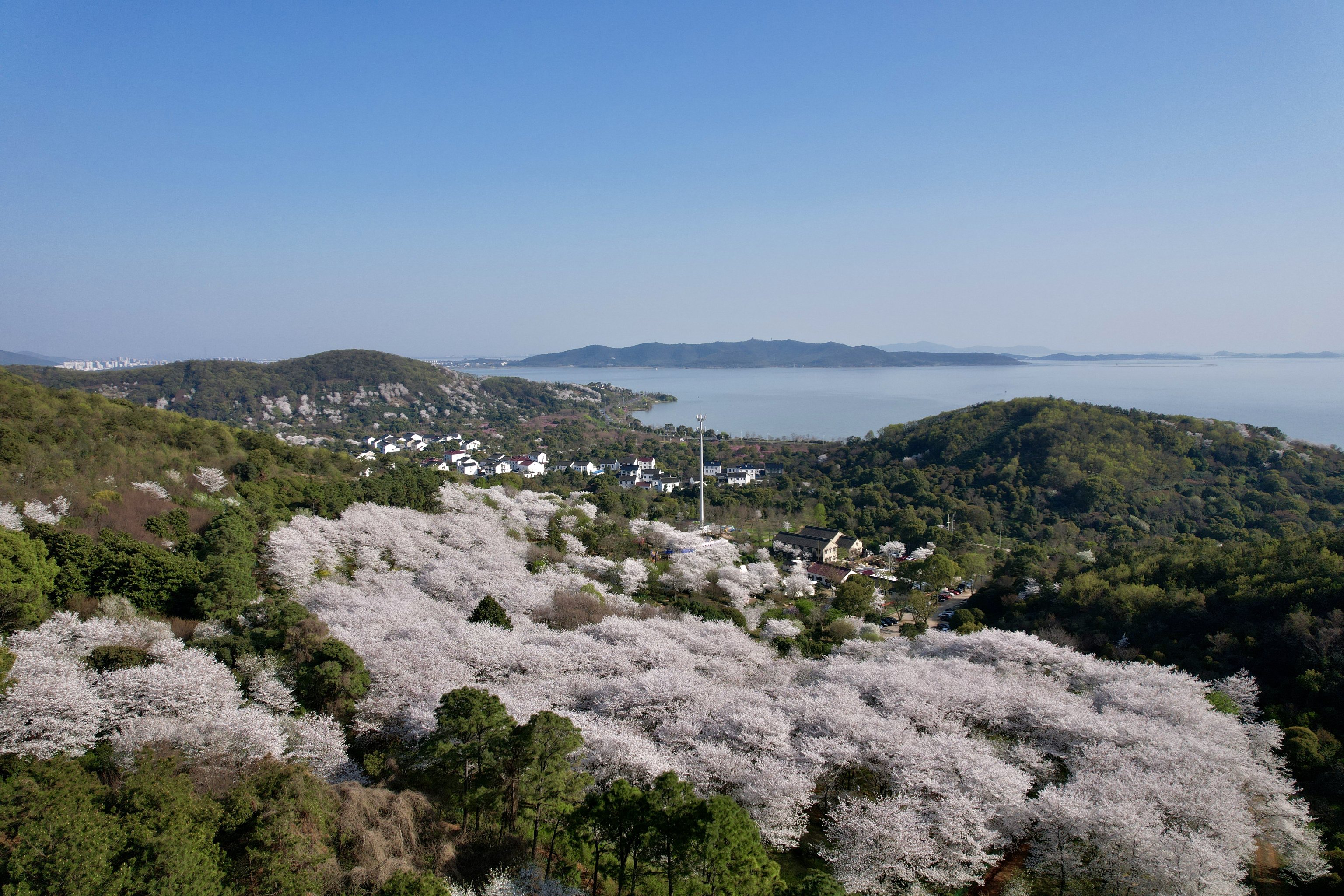 绵阳樱花谷风景区图片