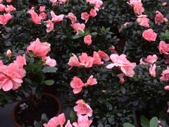 -荷兰花海