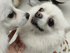 -怪兽屋·羊驼·猫咖·狗咖(俊华广场店)