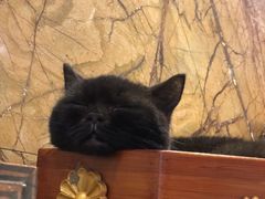 -more than meow吴止猫主题餐厅(承德 中船汇店)