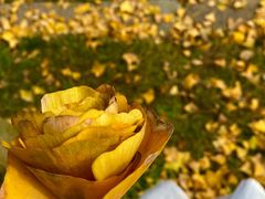 -苏州文庙(姑苏区)