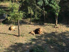 -石家庄市动物园