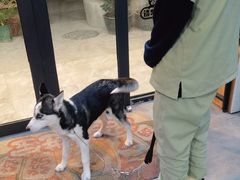 -严国平动物医院(德政总院)