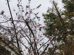 -白鹭湾湿地公园