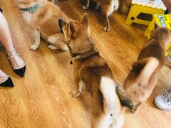 -柴犬高等学院·狗咖·柴犬售卖·宠物训练