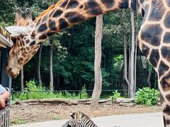 -清迈夜间动物园