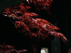 -何园