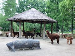 -上海野生动物园