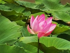 -滕州微山湖红荷湿地景区