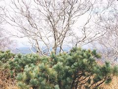 -凤凰山国家森林公园