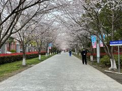 -高东镇樱花园