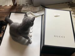 -GUCCI(南京德基店)