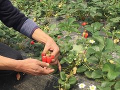 -小鱼草莓采摘园农家乐·小鱼餐厅