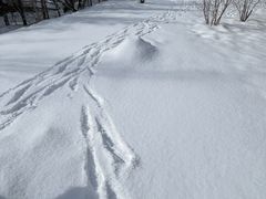 -长白山华美胜地滑雪场