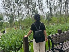 -合肥滨湖国家森林公园