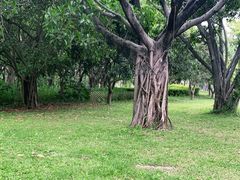 -福田红树林生态公园