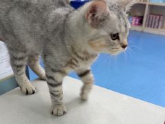 -博特宠物医院24h犬猫全科.骨科·异宠