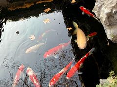-鲤院·新中式美学·庭院餐厅(夫子庙店)