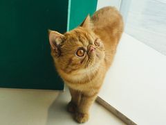 -飞行喵MR PILOT|猫舍·猫咖(静安大融城店)