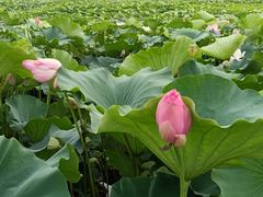 -荷塘月色湿地公园·向阳花洲