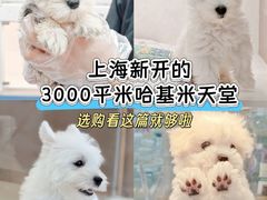 -翊宠yipet猫狗购宠庄园犬舍•猫舍
