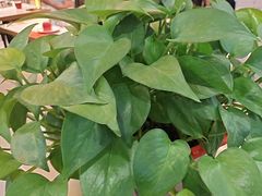 -杨翔豆皮涮牛肚(华阳城店)
