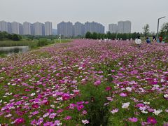 -洋湖国家湿地公园