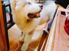 -李小姐の猫咖啡馆(五角场店)